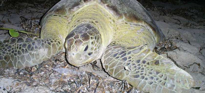 tortuguero, guide, tour